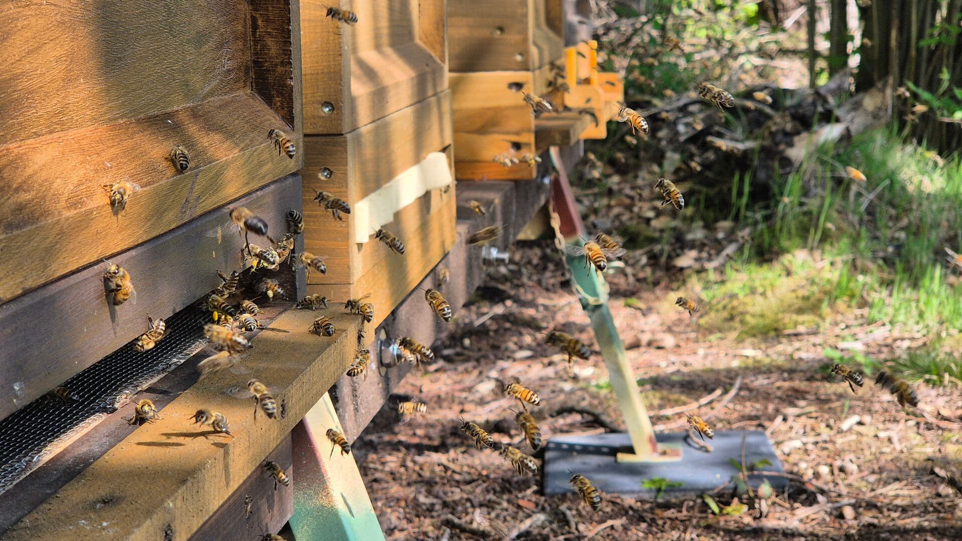 Frühjahrskontrolle: Gesunde Bienenvölker im April