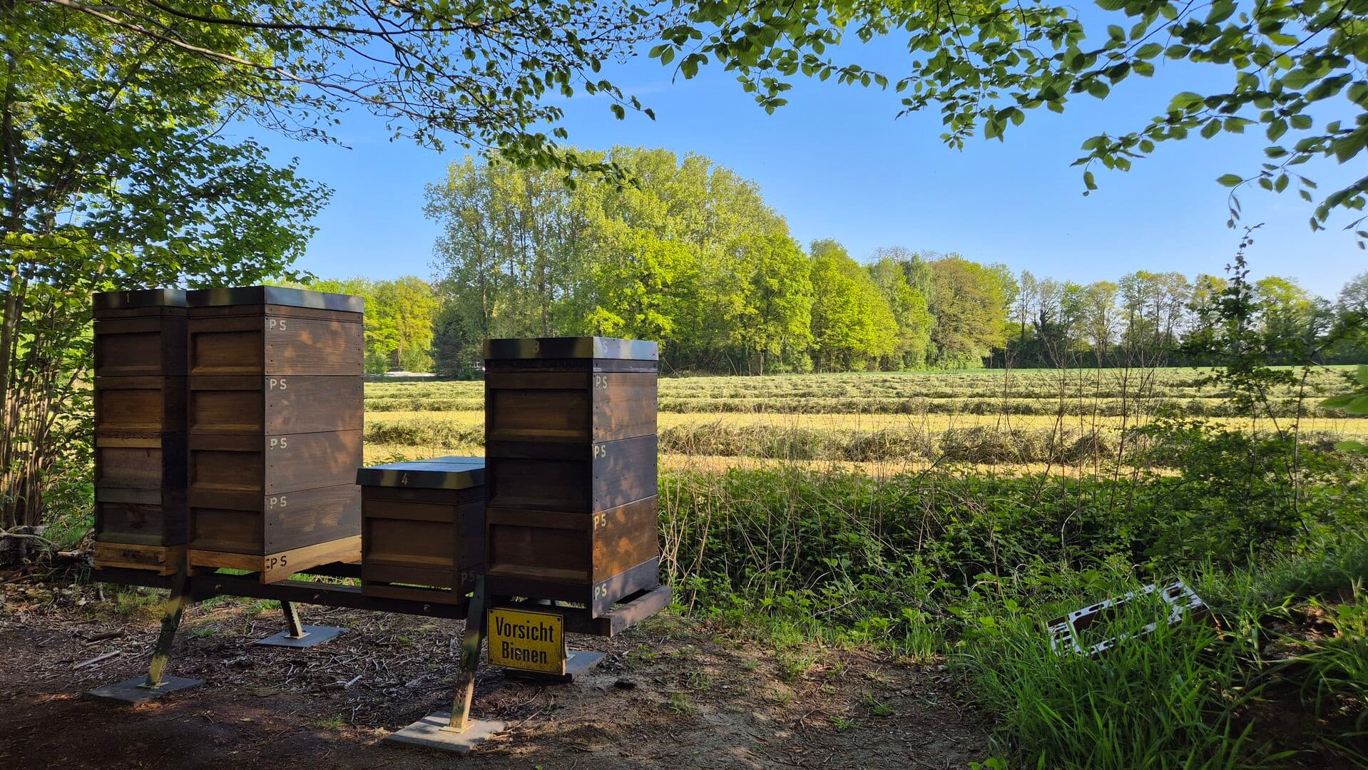 Naturkunstwerk: Perfekt gebaute Bienenwaben voller Honig